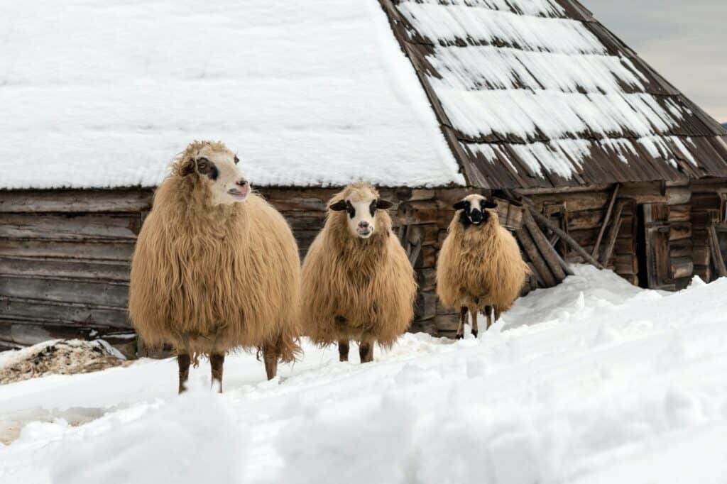 Young sheep in the mountains